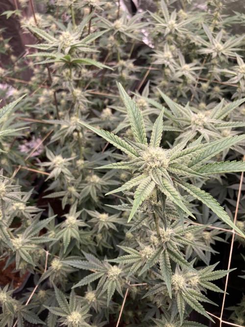 Zoy Sauce Clones (My Keeper Cut). Week 5