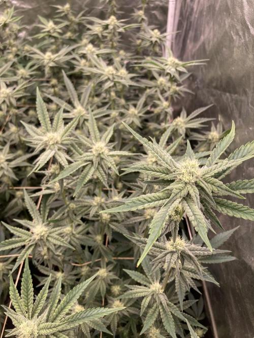 Zoy Sauce Clones (My Keeper Cut). Week 5