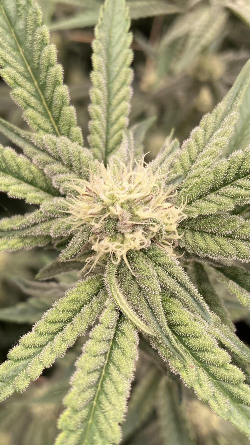 Zoy Sauce Clones (My Keeper Cut). Week 5