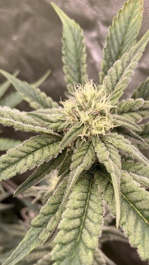 Zoy Sauce Clones (My Keeper Cut). Week 5