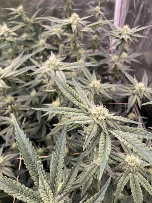 Zoy Sauce Clones (My Keeper Cut). Week 5