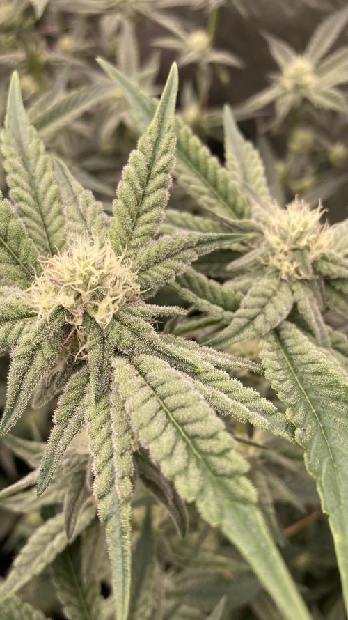 Zoy Sauce Clones (My Keeper Cut). Week 5