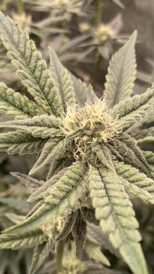 Zoy Sauce Clones (My Keeper Cut). Week 5