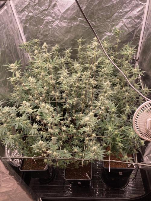 Zoy Sauce Clones (My Keeper Cut). Week 5