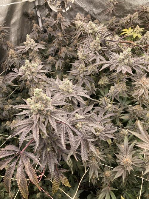 Gas Cream Runtz (LIT FARMS). Week 15