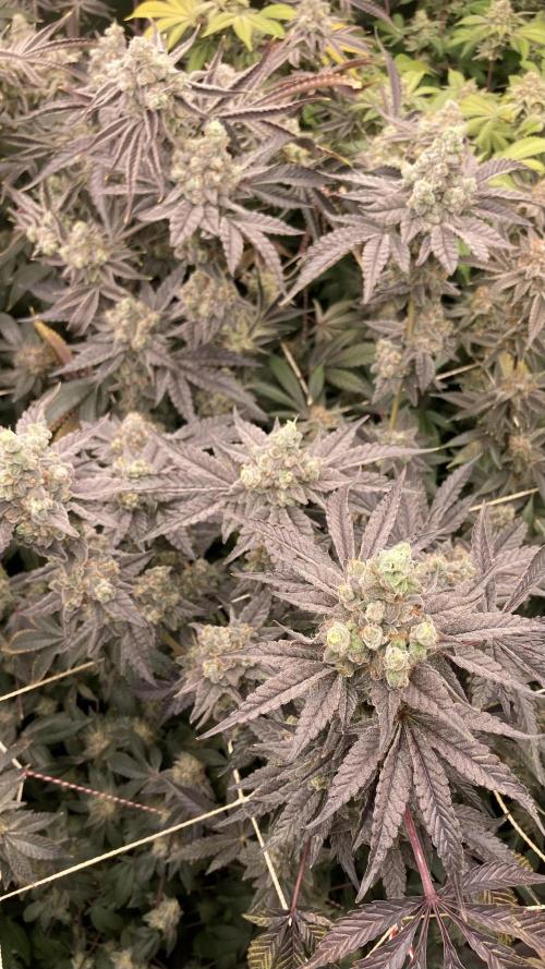 Gas Cream Runtz (LIT FARMS). Week 15