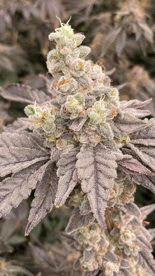 Gas Cream Runtz (LIT FARMS). Week 15