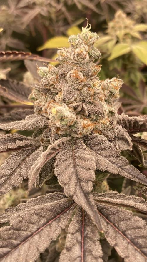 Gas Cream Runtz (LIT FARMS). Week 15