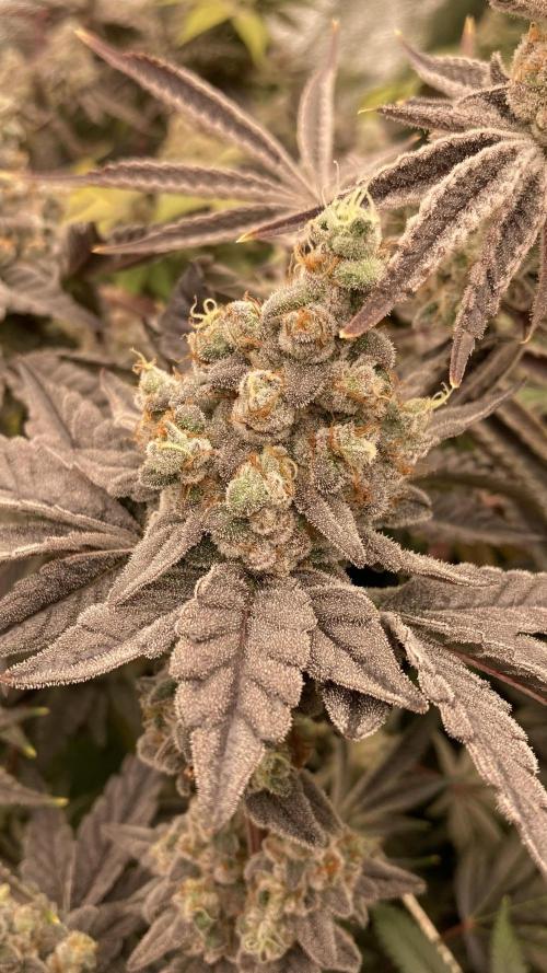Gas Cream Runtz (LIT FARMS). Week 15