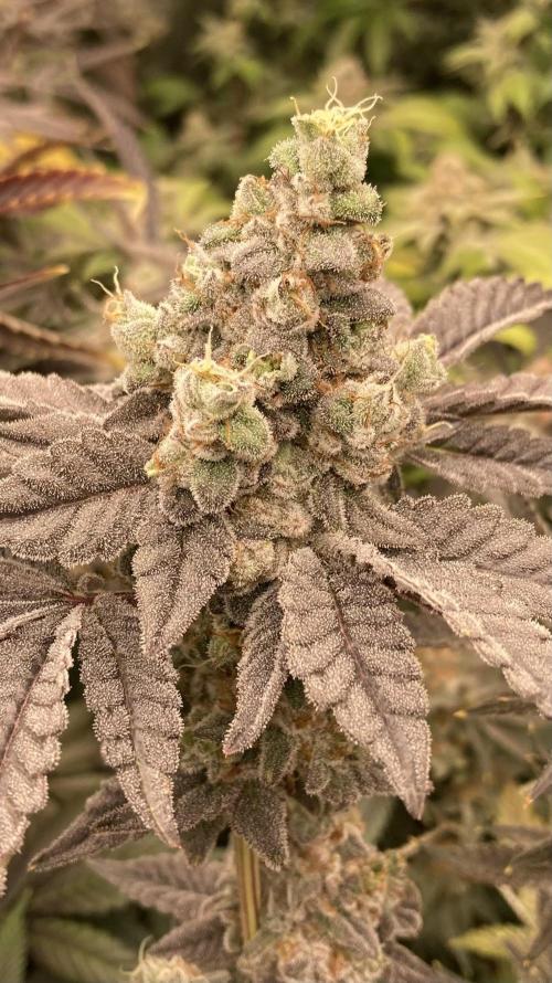 Gas Cream Runtz (LIT FARMS). Week 15