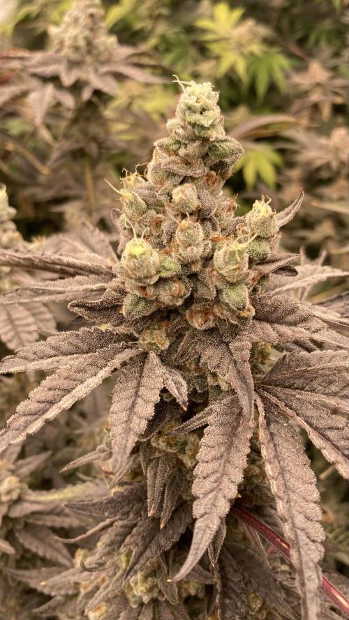 Gas Cream Runtz (LIT FARMS). Week 15