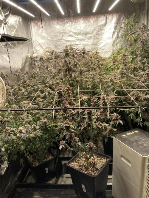 Gas Cream Runtz (LIT FARMS). Week 15