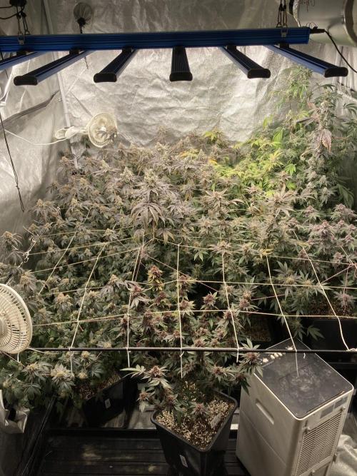 Platinum IX (In House Genetics). Week 15