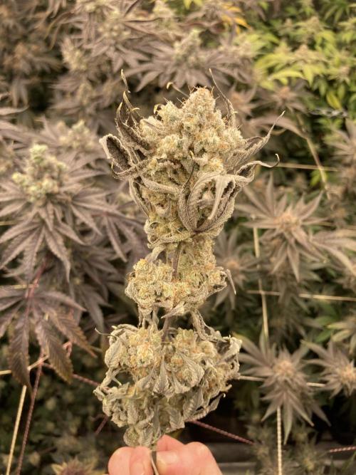 Platinum IX (In House Genetics). Week 15