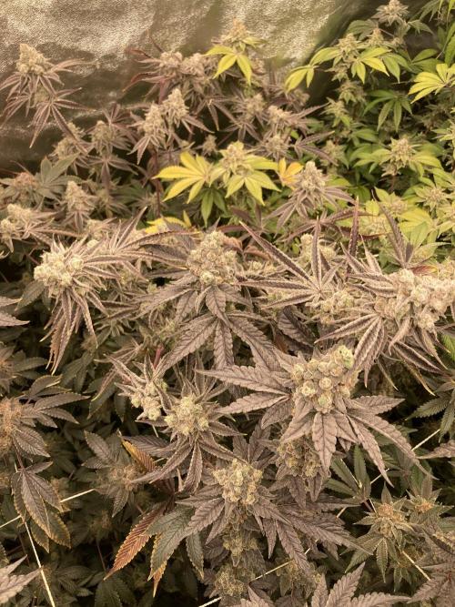 Platinum IX (In House Genetics). Week 15