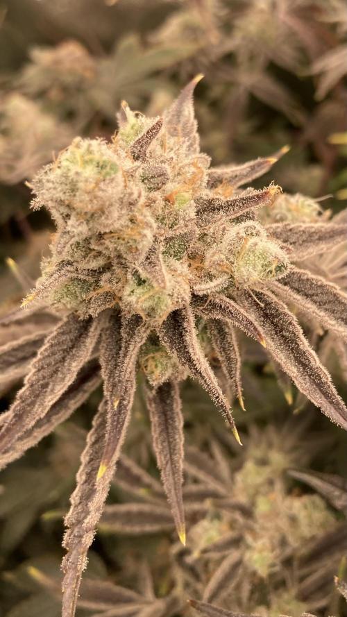 Platinum IX (In House Genetics). Week 15