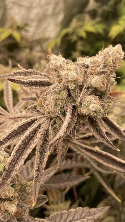 Platinum IX (In House Genetics). Week 15