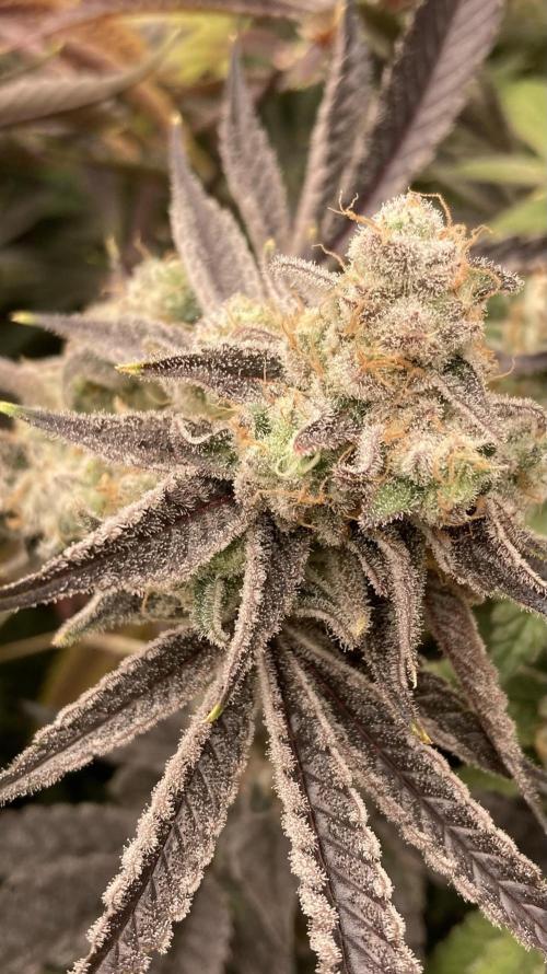 Platinum IX (In House Genetics). Week 15