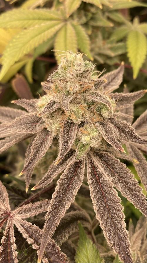 Platinum IX (In House Genetics). Week 15