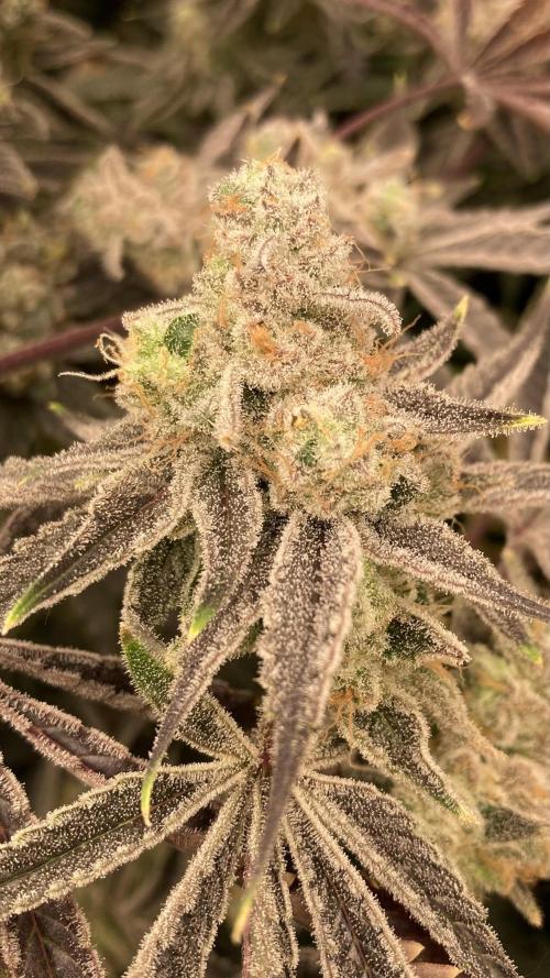 Platinum IX (In House Genetics). Week 15