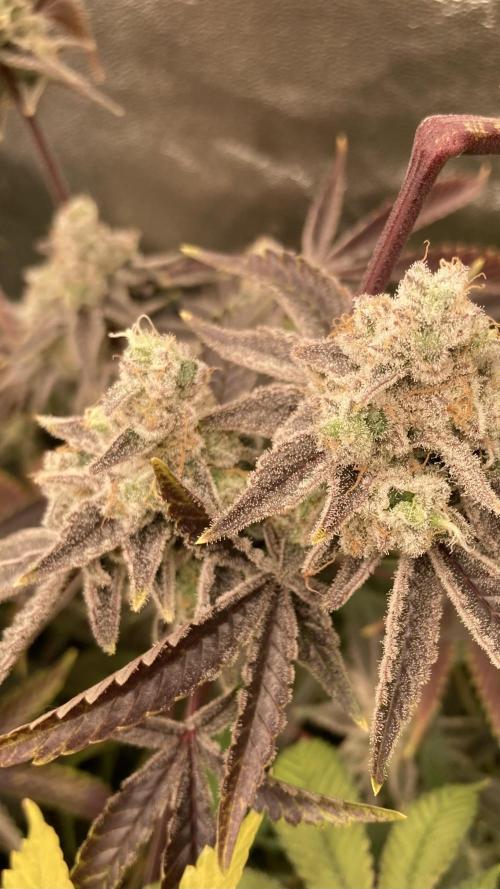 Platinum IX (In House Genetics). Week 15