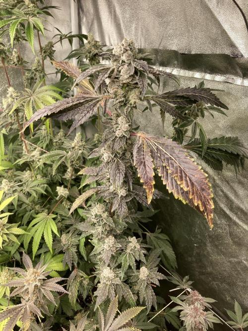 Chrome Dome (Compound Genetics). Week 15