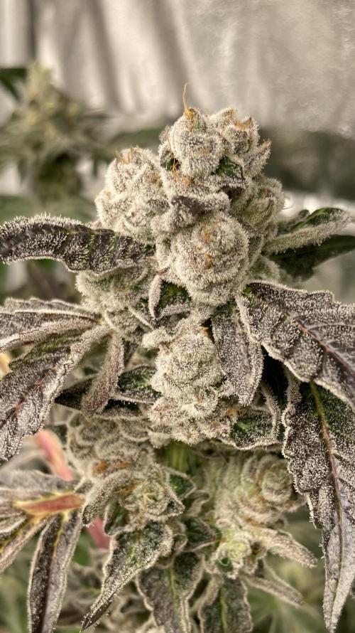 Chrome Dome (Compound Genetics). Week 15