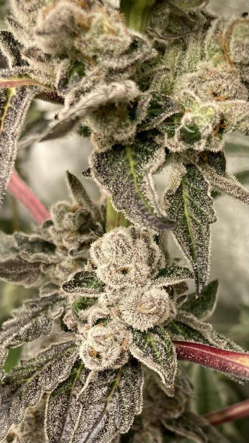 Chrome Dome (Compound Genetics). Week 15