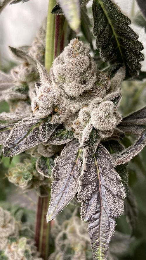 Chrome Dome (Compound Genetics). Week 15