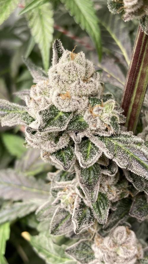 Chrome Dome (Compound Genetics). Week 15