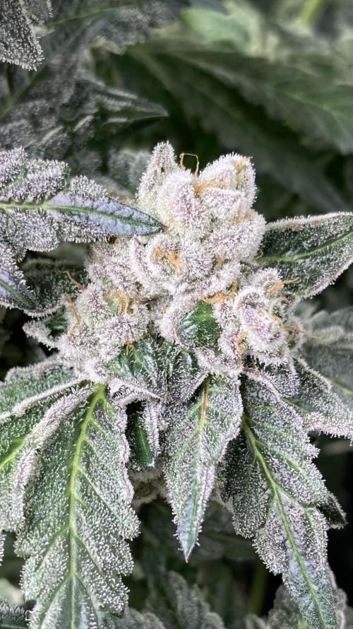 Chrome Dome (Compound Genetics). Week 15