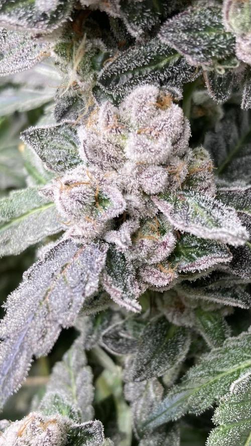 Chrome Dome (Compound Genetics). Week 15