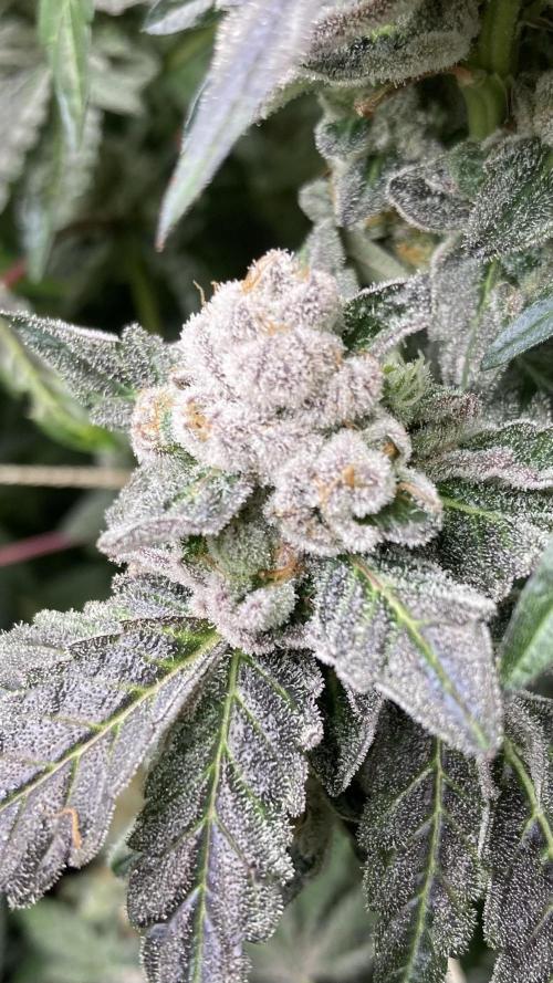 Chrome Dome (Compound Genetics). Week 15