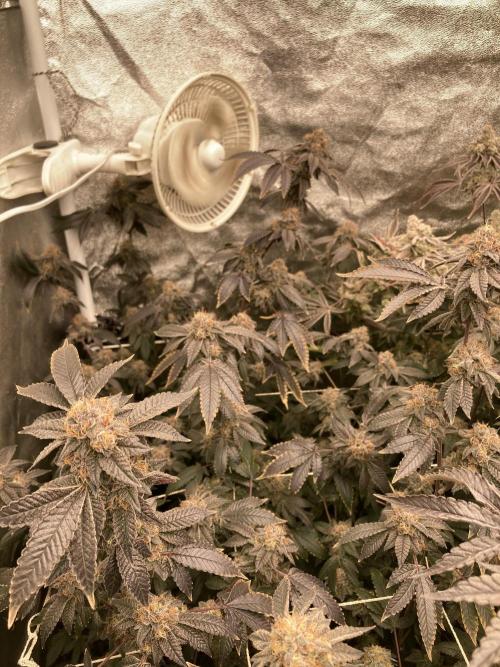 Rainbow Gelato Clones (Wizard Trees). Week 10