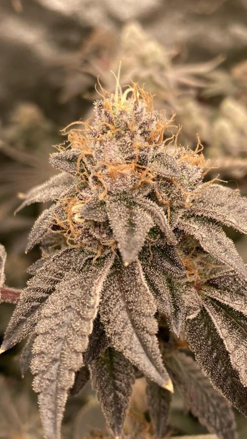 Rainbow Gelato Clones (Wizard Trees). Week 10
