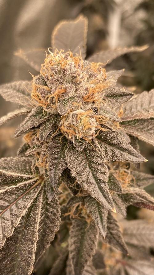 Rainbow Gelato Clones (Wizard Trees). Week 10