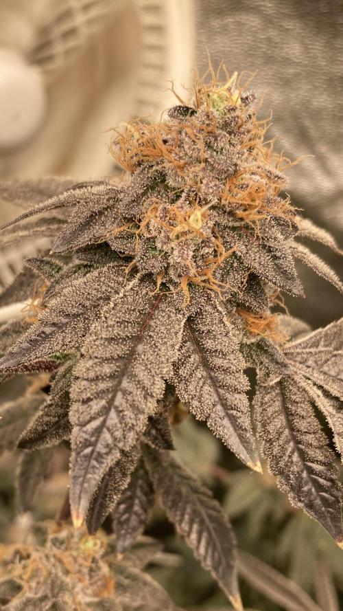 Rainbow Gelato Clones (Wizard Trees). Week 10