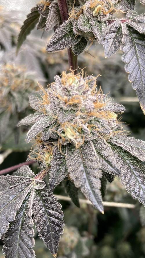 Rainbow Gelato Clones (Wizard Trees). Week 10
