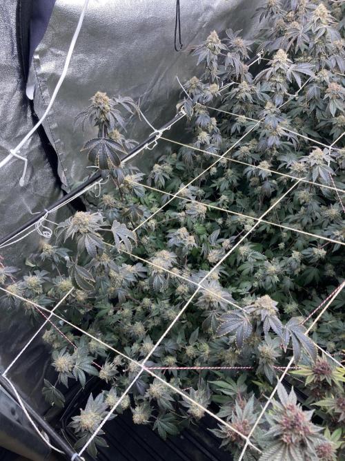 Rainbow Gelato Clones (Wizard Trees). Week 10