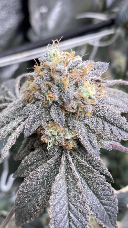 Rainbow Gelato Clones (Wizard Trees). Week 10