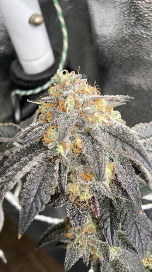 Rainbow Gelato Clones (Wizard Trees). Week 10