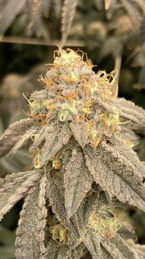 Rainbow Gelato Clones (Wizard Trees). Week 10