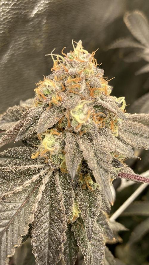 Rainbow Gelato Clones (Wizard Trees). Week 10
