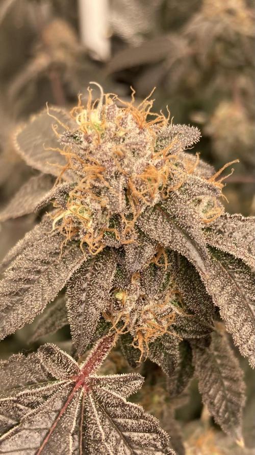 Rainbow Gelato Clones (Wizard Trees). Week 10