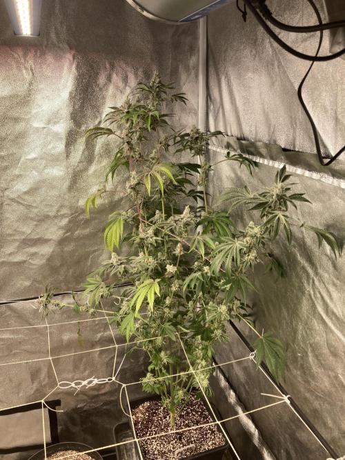 All Starz (LIT FARMS). Week 15
