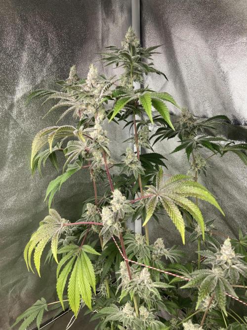 All Starz (LIT FARMS). Week 15