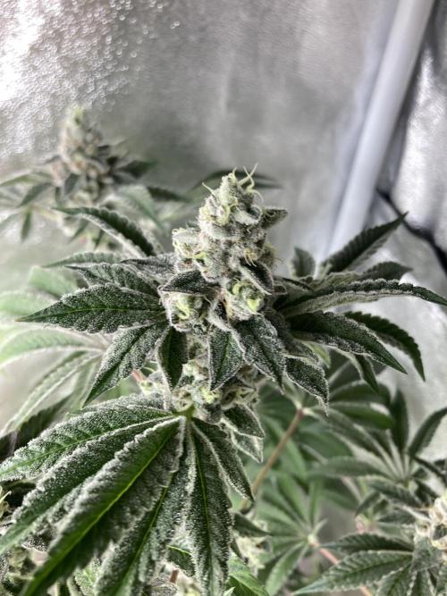 All Starz (LIT FARMS). Week 15