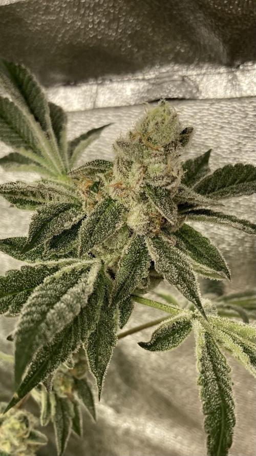 All Starz (LIT FARMS). Week 15