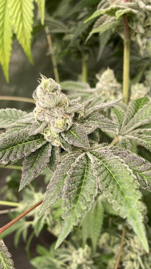All Starz (LIT FARMS). Week 15
