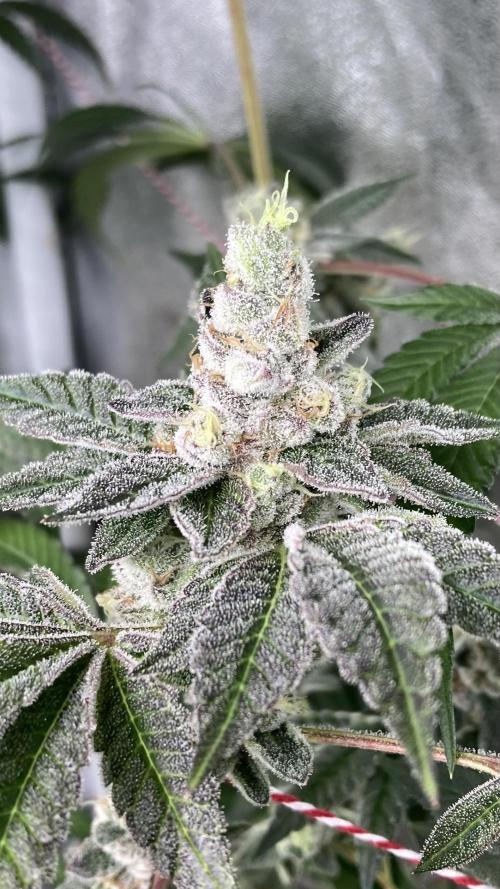 All Starz (LIT FARMS). Week 15